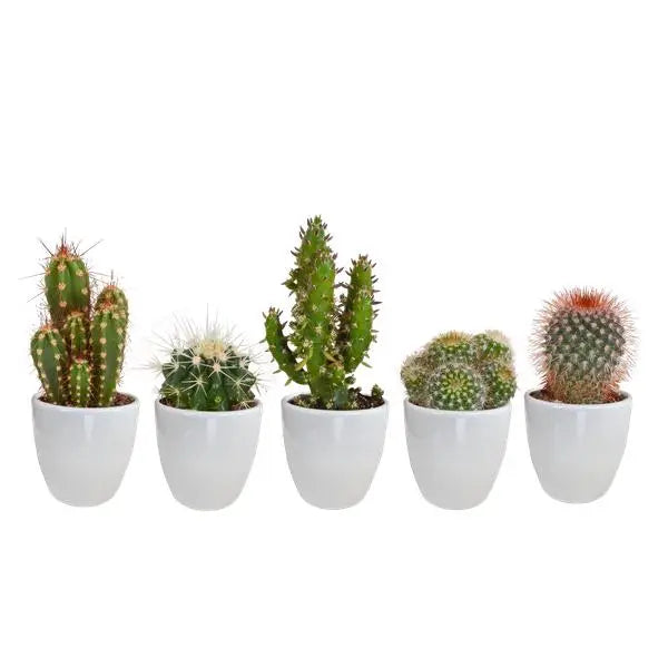 Cactus mix 5.5 cm - 5x - in witte pot  BotanicBridge