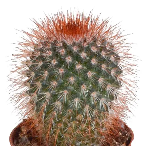 Cactus mix 5.5 cm - 5x - zonder pot  BotanicBridge