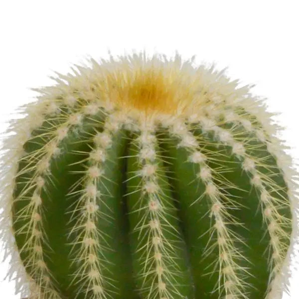 Cactus mix 8.5 cm - 3x - in Mexicaanse pot  BotanicBridge