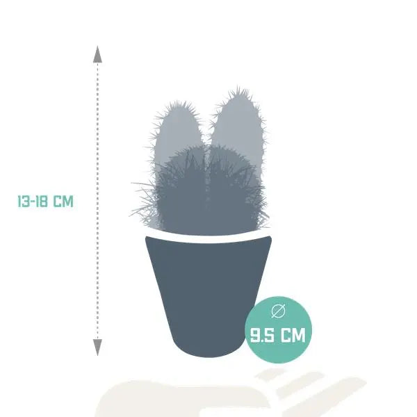 Cactus mix 8.5 cm - 3x - in witte pot  BotanicBridge