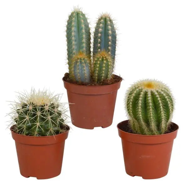 Cactus mix 8.5 cm - 3x - zonder pot  BotanicBridge