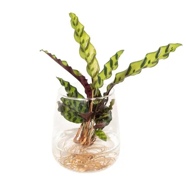 Calathea Insignis in Kingston glas - Ø12cm - ↕30cm  BotanicBridge