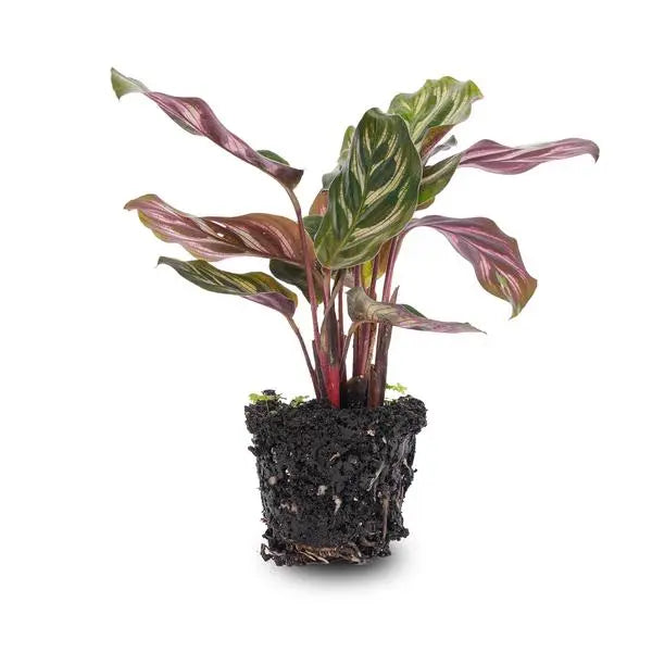 Calathea Makoyana - Pauwenplant - Terrarium plant - Potmaat 6  BotanicBridge