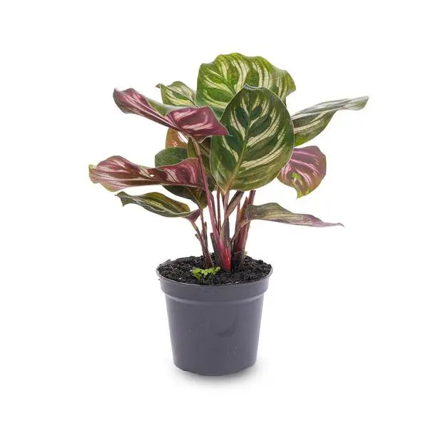 Calathea Makoyana - Pauwenplant - Terrarium plant - Potmaat 6  BotanicBridge