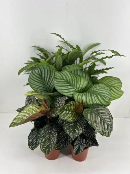 Calathea Mix P14cm  BotanicBridge