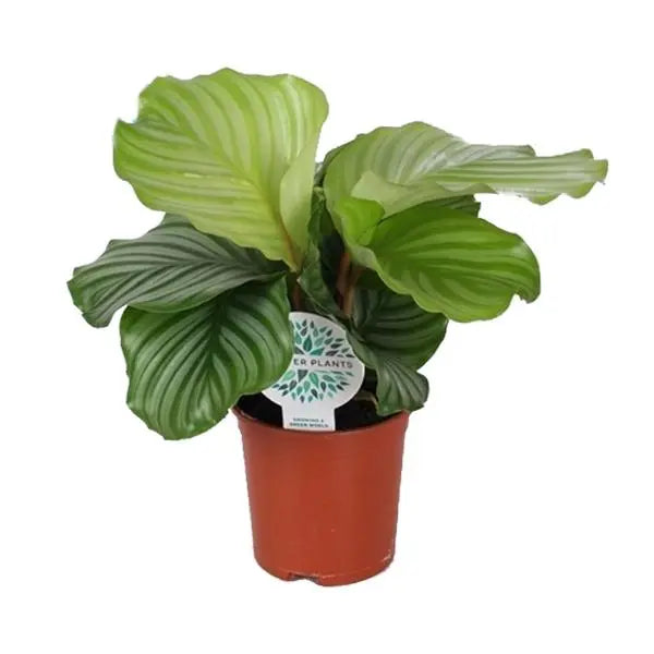 Calathea Orbifolia - Ø14cm - ↕45cm  BotanicBridge