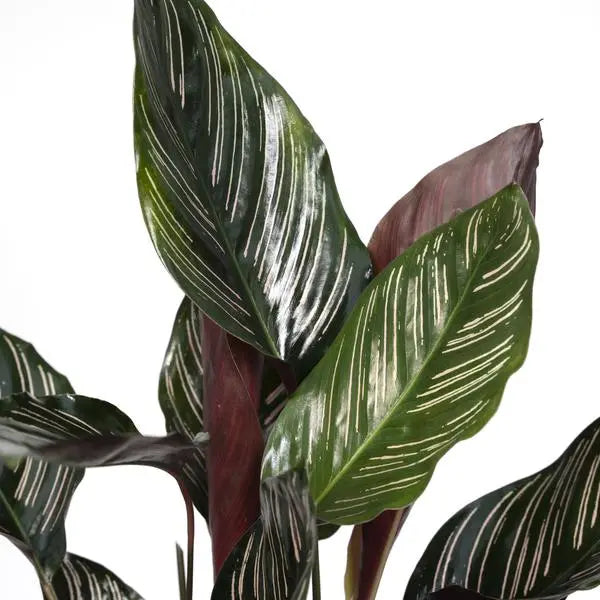 Calathea Ornata - Ø14cm - ↕50cm  BotanicBridge