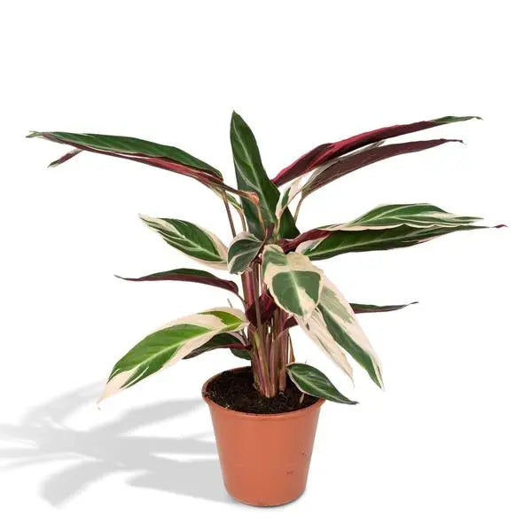 Calathea Triostar - Pauwenplant - Ø19cm - ↕70cm  BotanicBridge