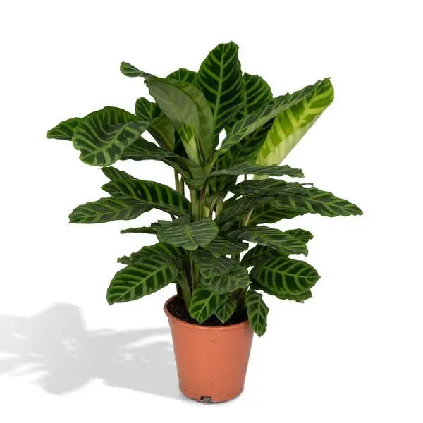 Calathea Zebrina - Pauwenplant - Ø19cm - ↕80cm  BotanicBridge