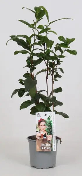 Camellia Sinensis - Theeplant - Ø12cm - ↕40cm  BotanicBridge