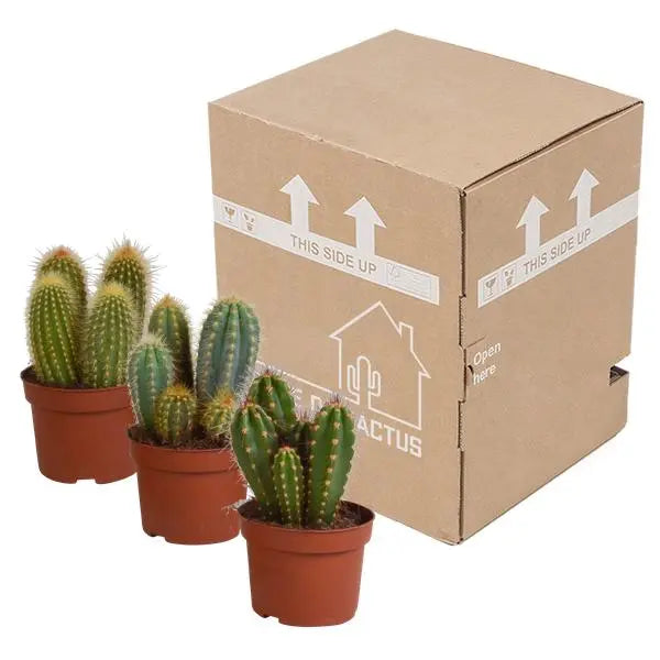 Cereus mix 10,5cm - 3x - zonder pot  BotanicBridge