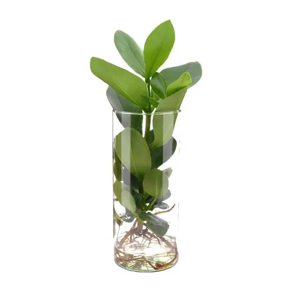 Clusia In Cylinder Glas - Ø12cm - ↕30cm  BotanicBridge