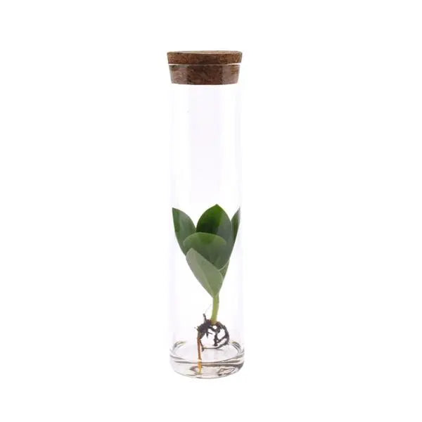 Clusia In Tube Glas - Ø5cm - ↕15cm  BotanicBridge