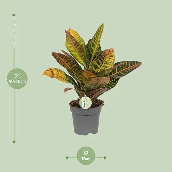 Codiaeum Petra - Croton - Ø17cm - ↕45cm  BotanicBridge