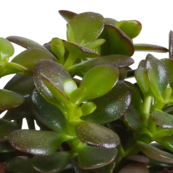 Crassula mix 10,5 cm - 3x - in Mexicaanse pot  BotanicBridge