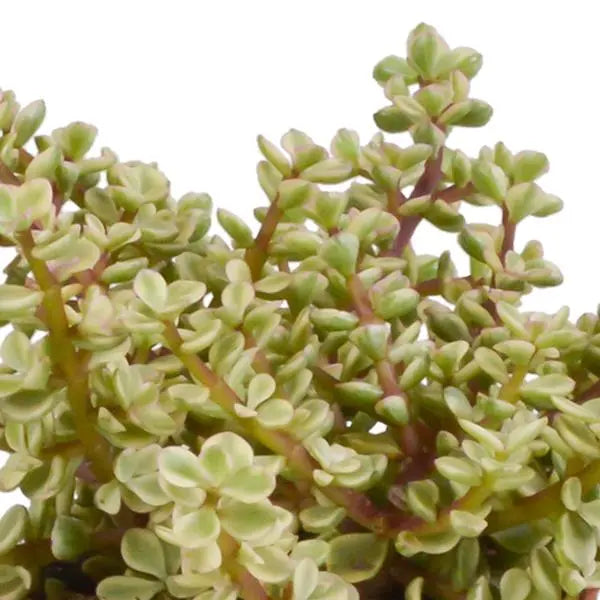 Crassula mix 10,5 cm - 3x - in terracotta pot  BotanicBridge