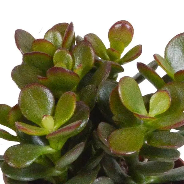 Crassula mix 8.5 cm - 3x - in Mexicaanse pot  BotanicBridge