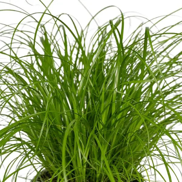 Cyperus Alternifolius (Kattengras) - 4 stuks - Ø12cm - ↕20cm  BotanicBridge