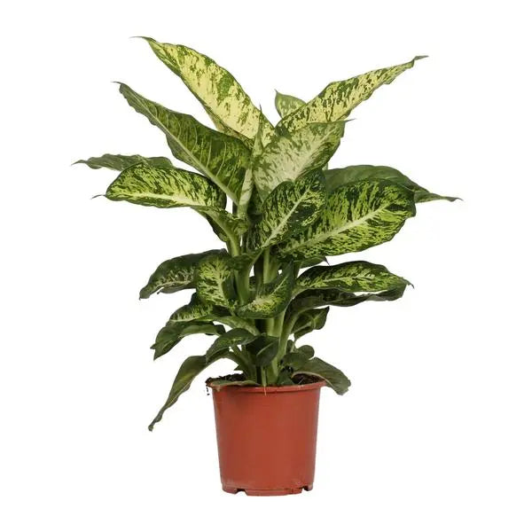 Dieffenbachia Mars - Ø17cm - ↕50cm  BotanicBridge