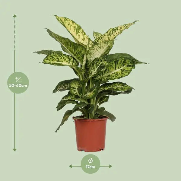 Dieffenbachia Mars - Ø17cm - ↕50cm  BotanicBridge