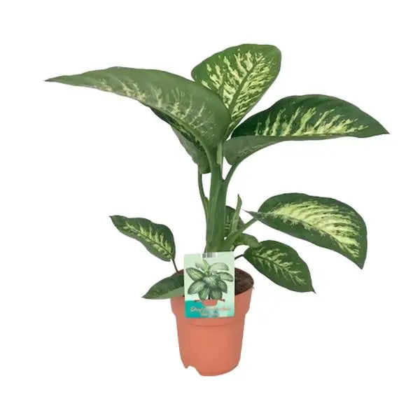 Dieffenbachia Seguine Tropic Snow - Ø19cm - ↕70cm  BotanicBridge