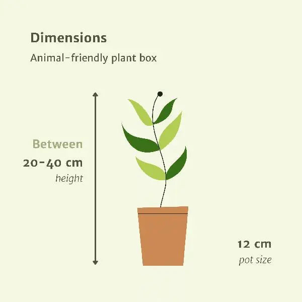 Diervriendelijke plantenbox - 4 stuks - Ø12cm - ↕20-40cm  BotanicBridge