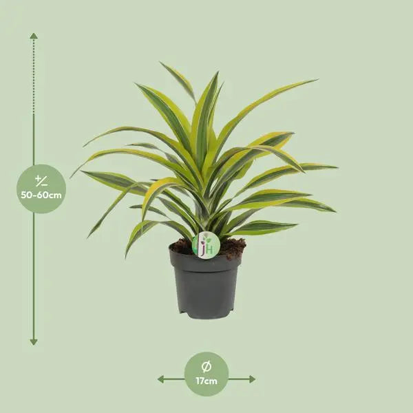 Dracaena Fragrans Lemon Lime - Ø17cm - ↕40cm  BotanicBridge