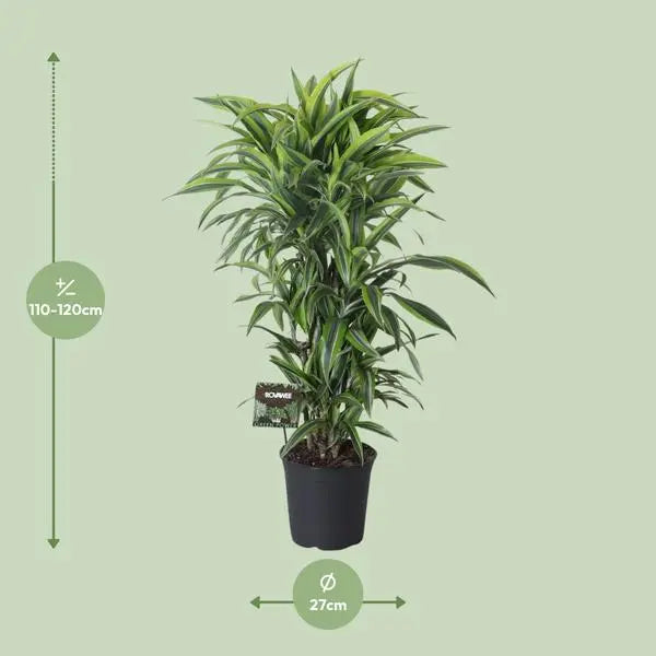 Dracaena Fragrans Lemon Lime Vertakt - Ø27cm - ↕120cm  BotanicBridge