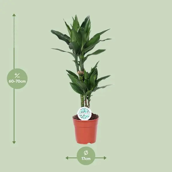 Dracaena Janet Lind - Ø17cm - ↕70cm  BotanicBridge