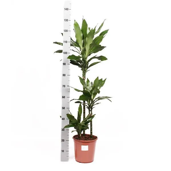 Dracaena Janet Lind Ø24cm ↕120cm in Boule ANTRACIET pot  BotanicBridge