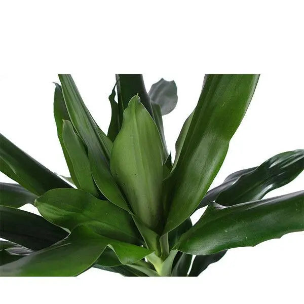 Dracaena Janet Lindt - Ø24cm - ↕120cm  BotanicBridge