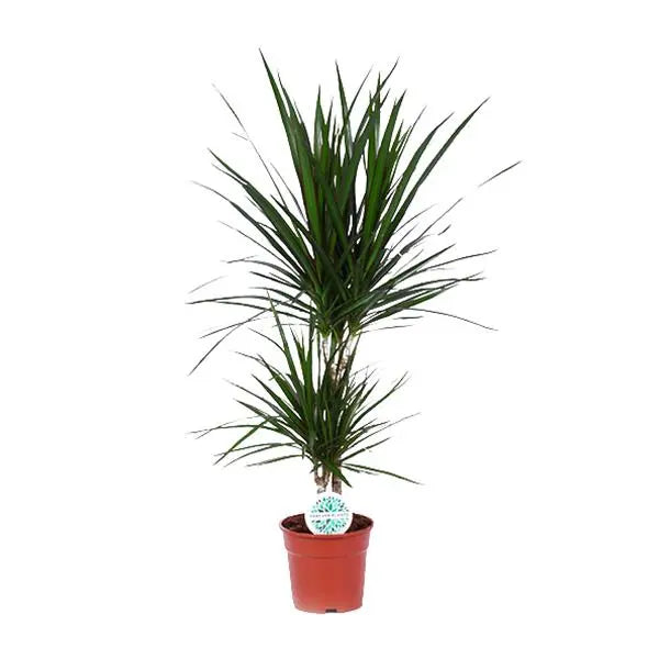 Dracaena Marginata - Ø17cm - ↕75cm  BotanicBridge