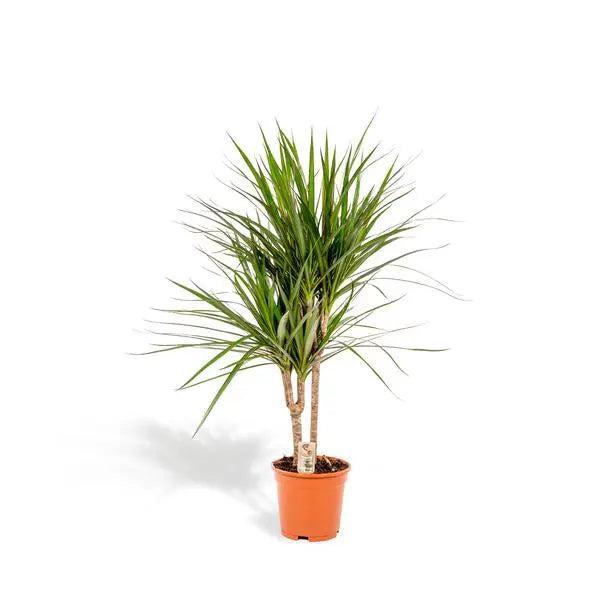 Dracaena Marginata - Ø17cm - ↕90cm  BotanicBridge