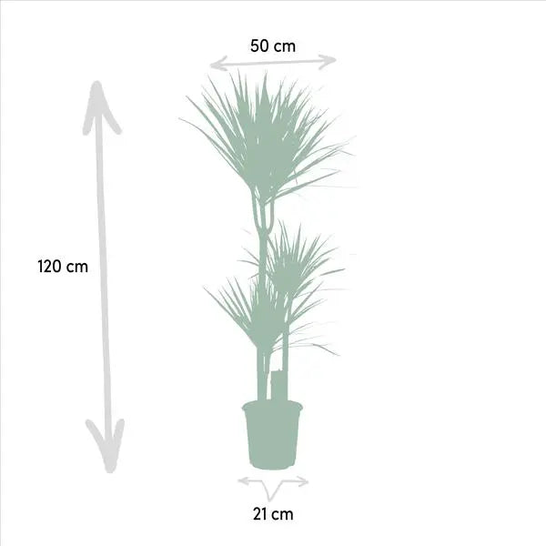 Dracaena Marginata - Ø21cm - ↕120cm  BotanicBridge