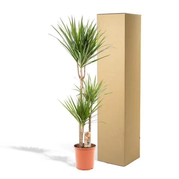 Dracaena Marginata - Ø21cm - ↕120cm  BotanicBridge