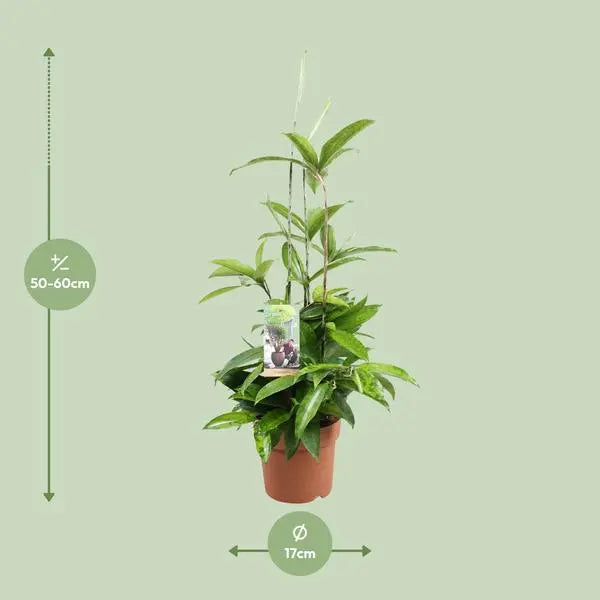 Dracaena Surculosa - Ø17cm - ↕55cm  BotanicBridge