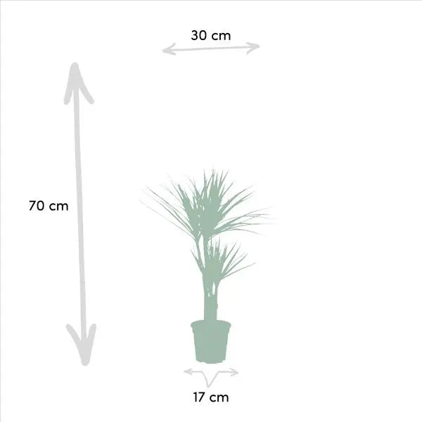 Dracaena - ↨120cm - Ø21cm + Dracaena - 70cm - Ø17cm  BotanicBridge