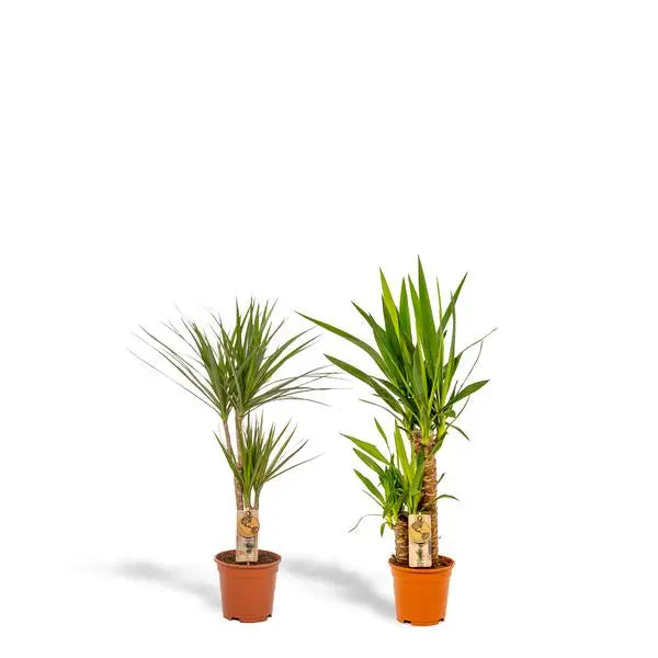 Dracaena ↨70cm - Ø17cm + Yucca ↨90cm - Ø17cm  BotanicBridge