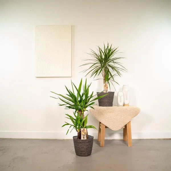 Dracaena ↨70cm - Ø17cm + Yucca ↨90cm - Ø17cm  BotanicBridge