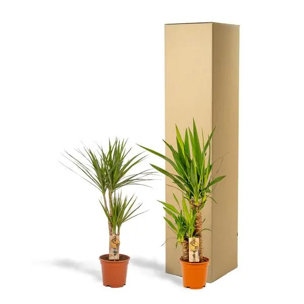 Dracaena ↨70cm - Ø17cm + Yucca ↨90cm - Ø17cm  BotanicBridge