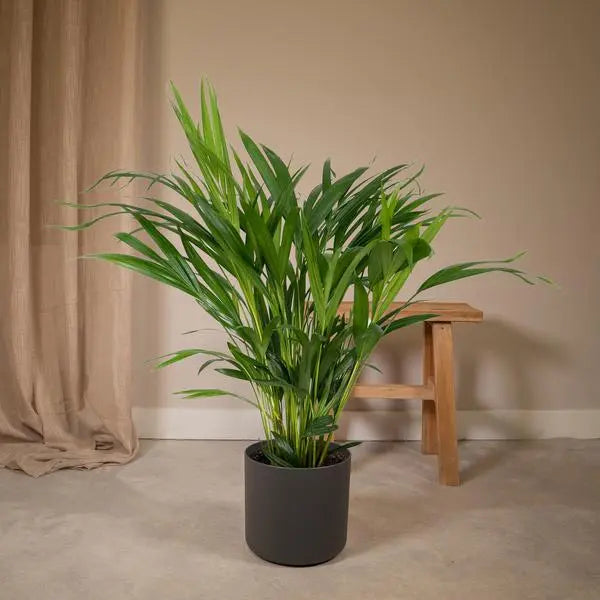 Dypsis Lutescens - Areca - Ø17cm - ↕60cm  BotanicBridge