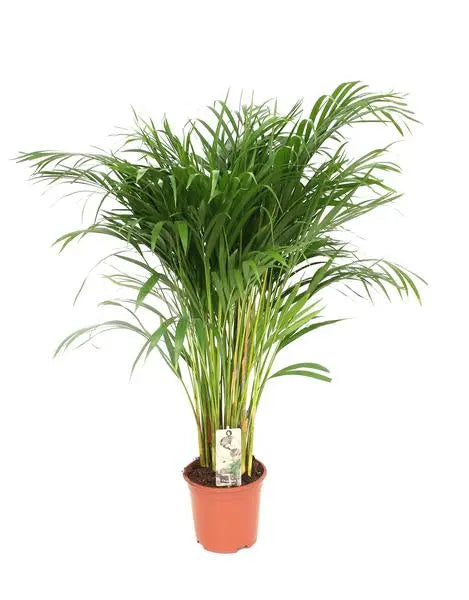 Dypsis Lutescens - Areca - Ø24cm - ↕120cm  BotanicBridge