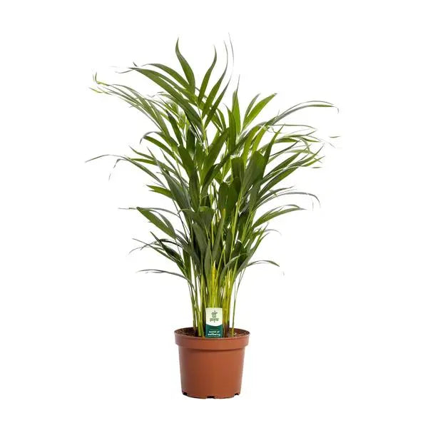 Dypsis Lutescens - Ø17cm - ↕65cm  BotanicBridge