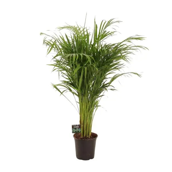 Dypsis Lutescens - Ø21cm - ↕110cm  BotanicBridge