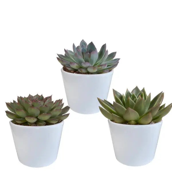 Echeveria mix 10.5 cm - 3x - in witte pot  BotanicBridge