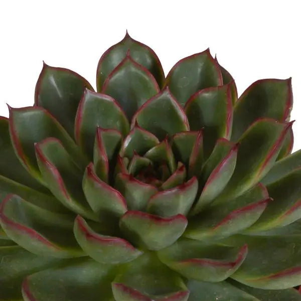 Echeveria mix 10.5 cm - 3x - in witte pot  BotanicBridge