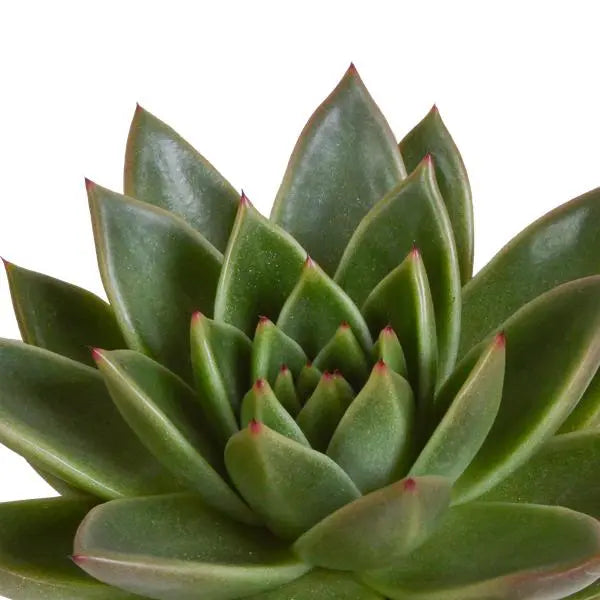 Echeveria mix 8.5 cm - 3x - in Mexicaanse pot  BotanicBridge