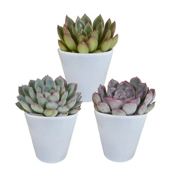 Echeveria mix 8.5 cm - 3x - in witte pot  BotanicBridge