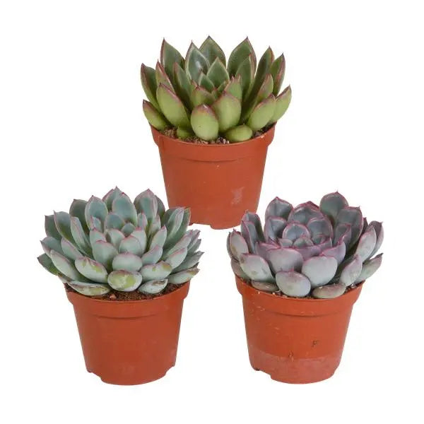 Echeveria mix 8.5 cm - 3x - zonder pot  BotanicBridge