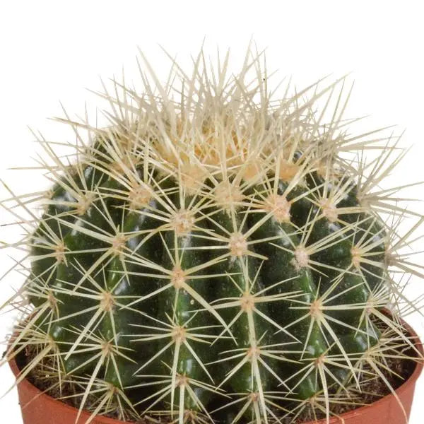 Echinocactus grusonii 12cm  BotanicBridge